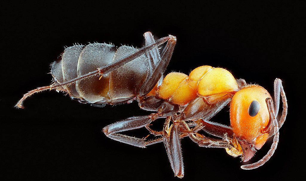 Ant Control service in Wellington, FL
