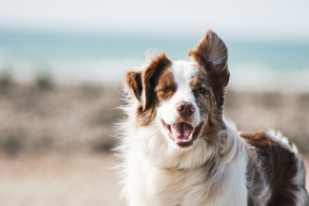 Flea & Tick Control service in Wellington, FL