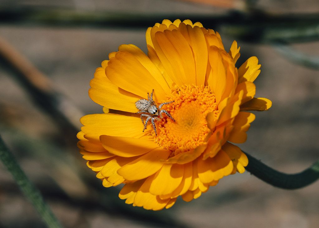 Spider Control service in Wellington, FL